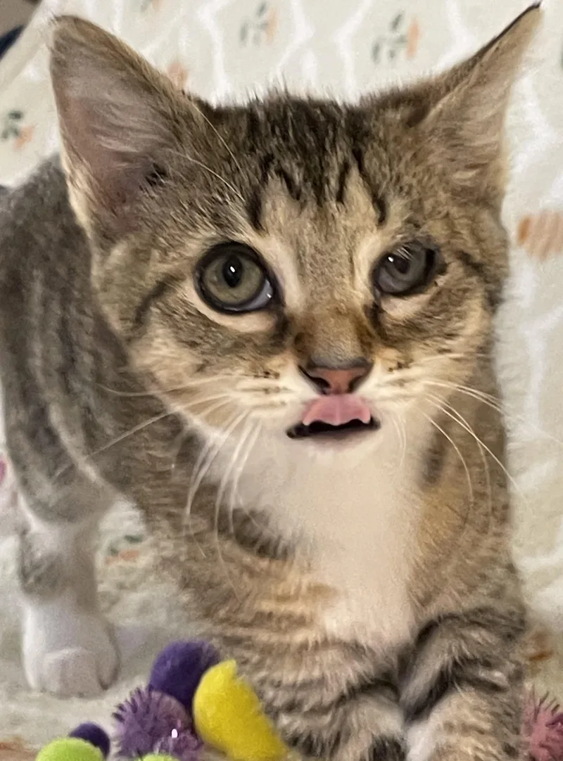 A baby medium-sized female Tabby (Brown / Chocolate) Domestic Short Hair cat named Tres leches for adoption in Bethel, OH