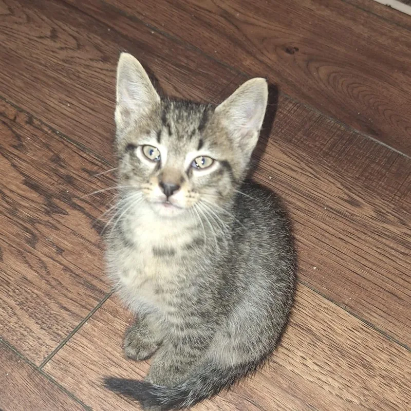 A baby small-sized male Domestic Short Hair cat named Pluto for adoption in Eau Claire, WI