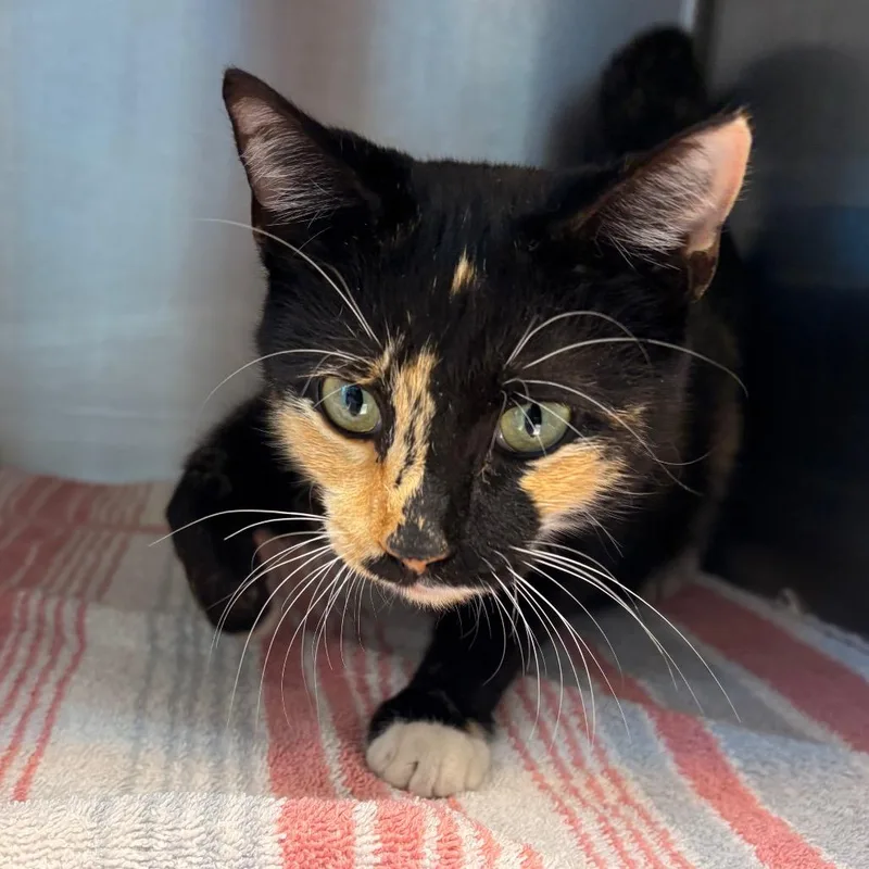 An adult medium-sized female Black Domestic Short Hair cat named Becky for adoption in Englewood, FL