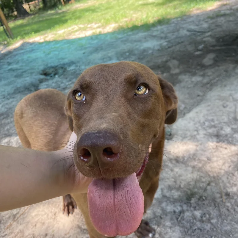 A young medium-sized female Brown / Chocolate Chocolate Labrador Retriever dog named Leia for adoption in Ruston, LA
