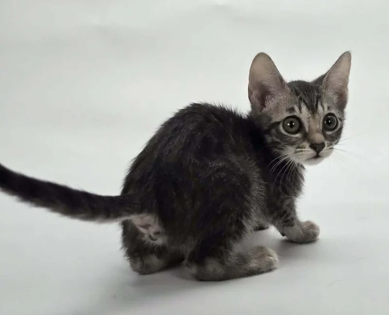 A baby small-sized female Domestic Short Hair cat named Angelica for adoption in Sedalia, CO