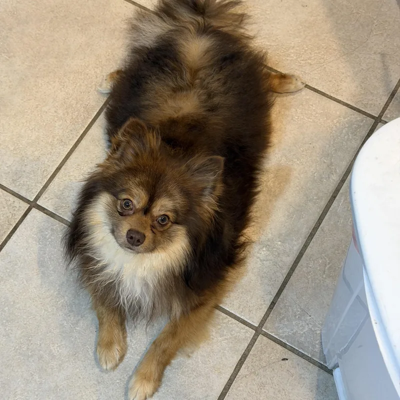 A young small-sized male Tricolor (Brown, Black, & White) Pomeranian dog named Mufasa for adoption in Salt Lake City, UT
