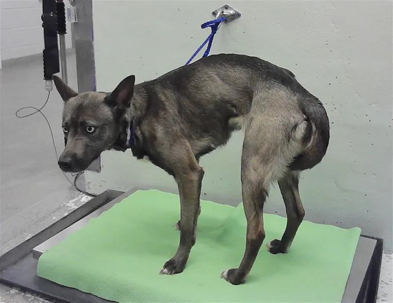 A young medium-sized female Labrador Retriever dog named Olive for adoption in Houston, TX