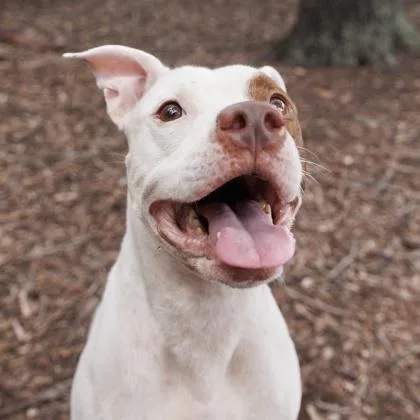 An adult medium-sized female Mixed Breed dog named Hope for adoption in Largo, FL