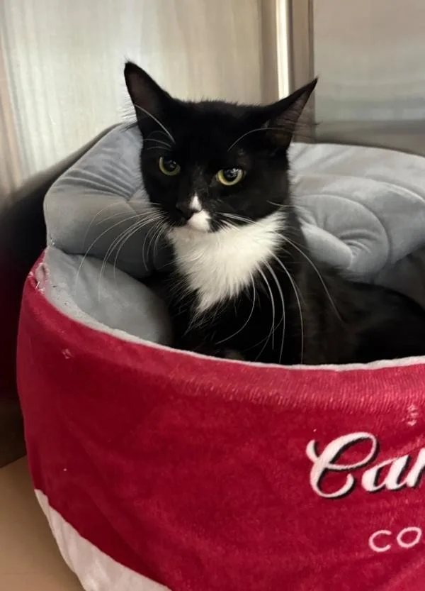 A young small-sized female Domestic Medium Hair cat named Katrina Van Tassel for adoption in Kennewick, WA