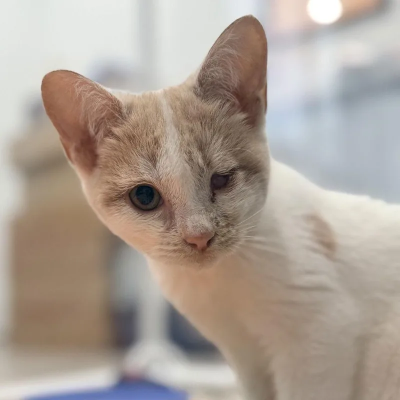 Champagne thumbnail 3