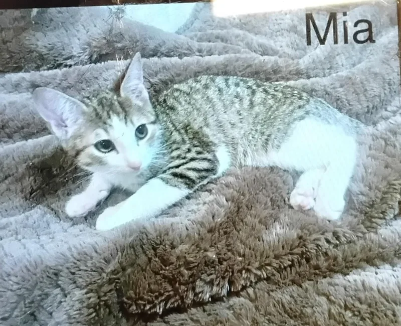 A baby medium-sized female Gray & White Domestic Medium Hair cat named Mia for adoption in New York, NY