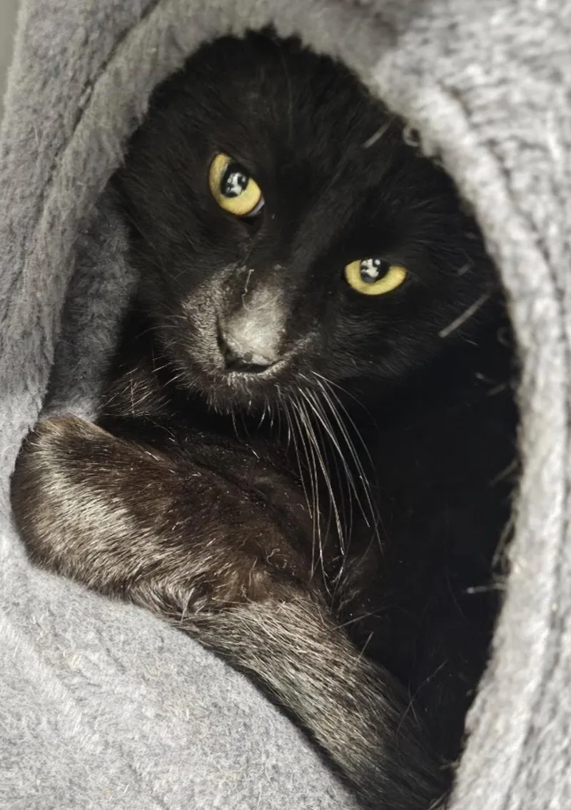 An adult large-sized male Domestic Short Hair cat named Ted for adoption in Lincoln, NE