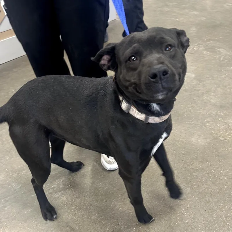 A young medium-sized female Black Pit Bull Terrier dog named Mama for adoption in Midland, TX