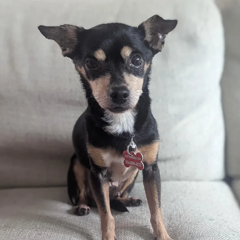 A young small-sized male Miniature Pinscher dog named Reggie for adoption in Newport Beach, CA