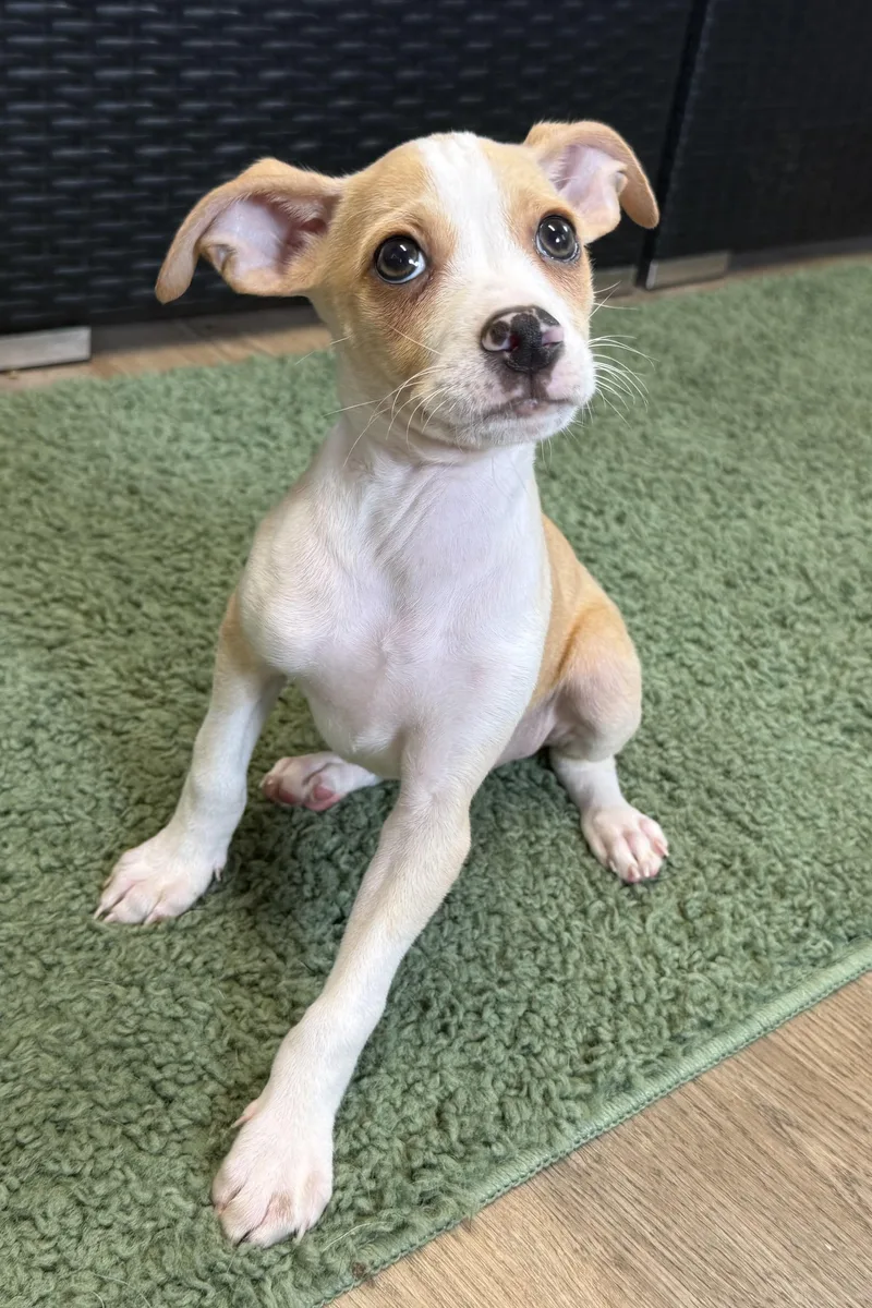 A young small-sized male Chihuahua dog named Lewis for adoption in Plant City, FL