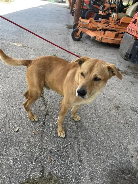 An adult medium-sized male Black Mouth Cur dog named A for adoption in Houston, TX