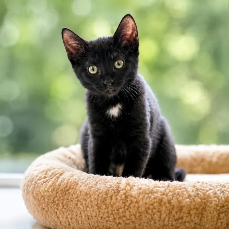 A baby medium-sized female Black Domestic Short Hair cat named Tippy for adoption in West Orange, NJ