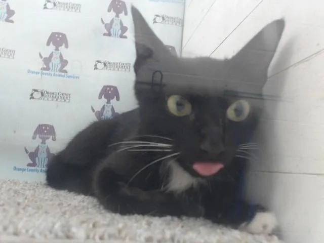Raspberry