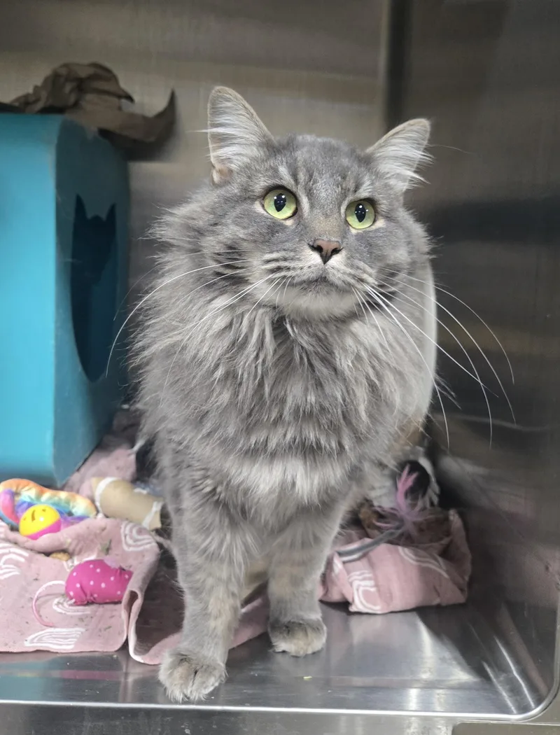 An adult medium-sized female Domestic Medium Hair cat named Sapphire for adoption in Billings, MT