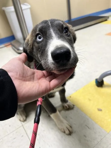 A baby large-sized female Siberian Husky dog named Magnolia for adoption in Sioux City, IA