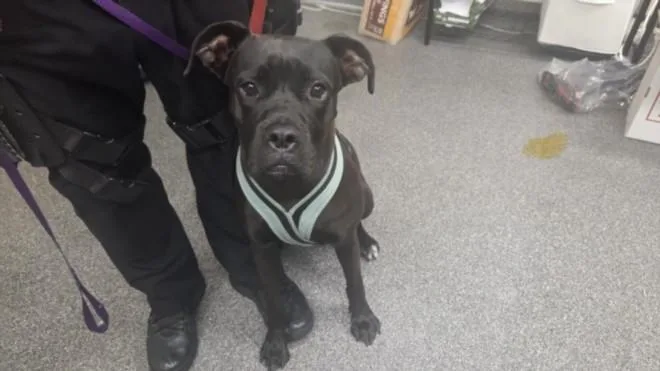 A young medium-sized female Boxer dog named Justice for adoption in Los Angeles, CA