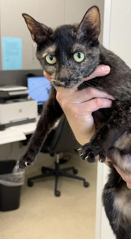 An adult medium-sized female Domestic Short Hair cat named Sasha for adoption in Lafayette, IN