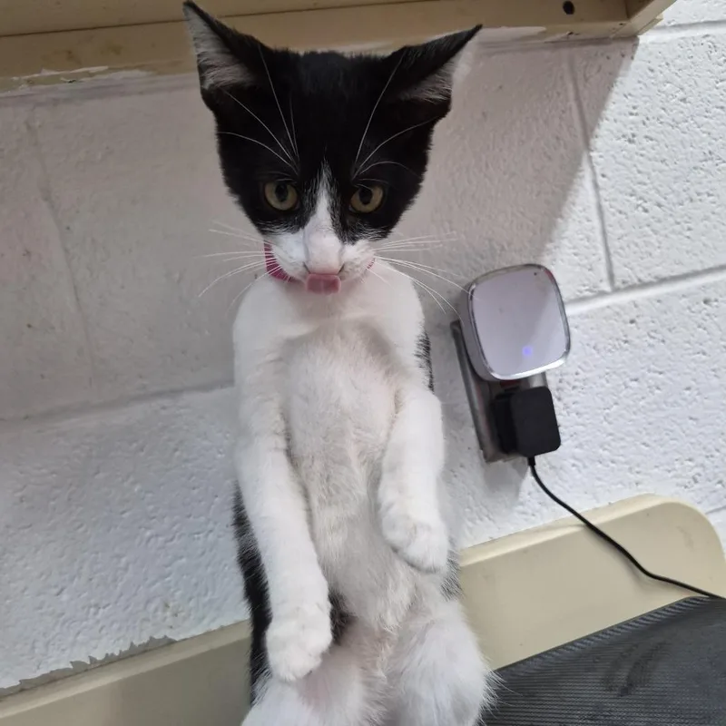 A baby small-sized female Black Domestic Short Hair cat named Francis for adoption in Ardmore, OK
