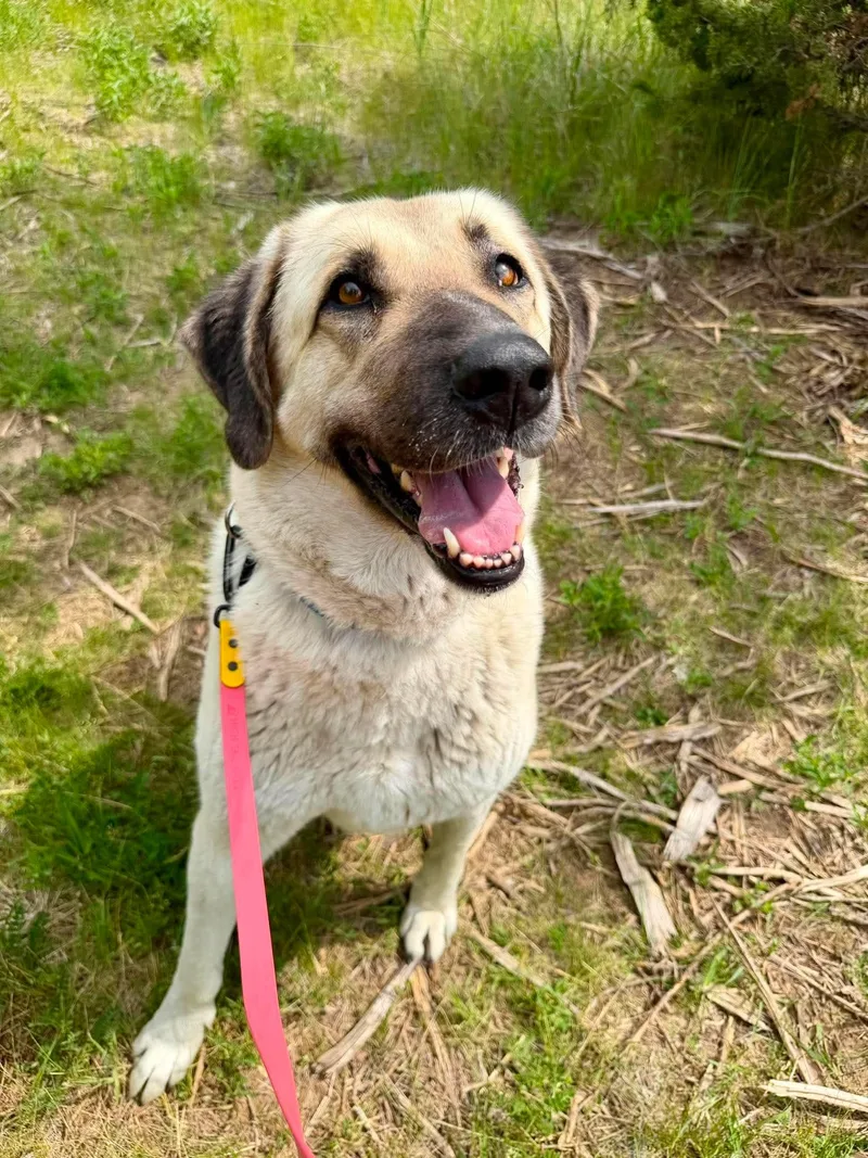 An adult extra large-sized female Apricot / Beige Anatolian Shepherd dog named Belulah for adoption in Blair, NE
