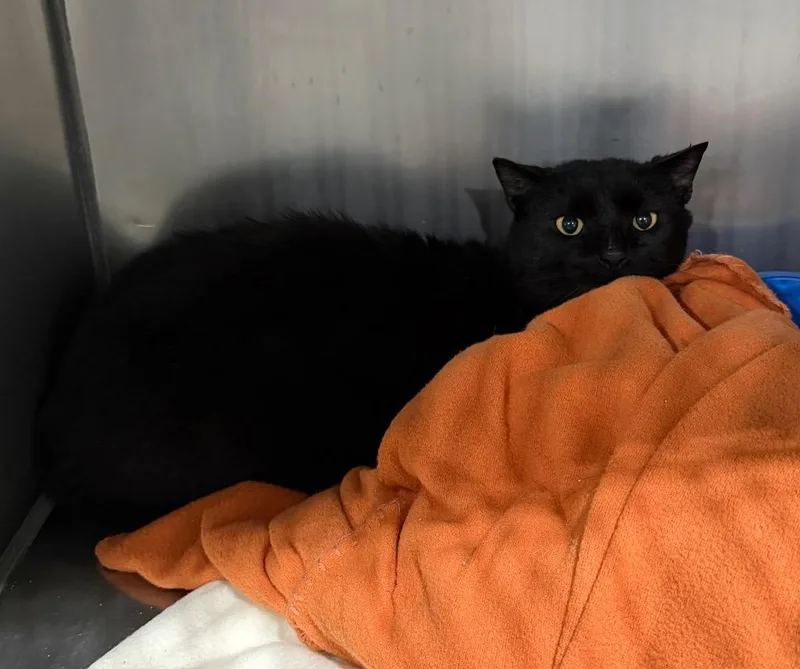 An adult medium-sized male Domestic Short Hair cat named Inkwell  SHOP for adoption in Pierceton, IN