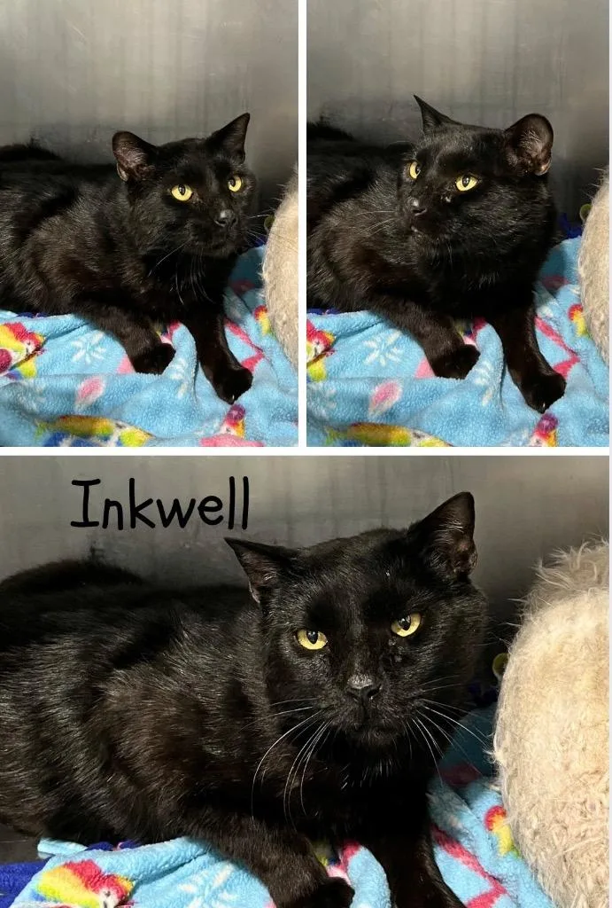 Inkwell  SHOP thumbnail 2