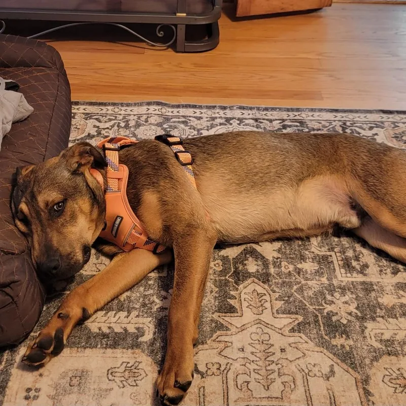 A young medium-sized male Brown / Chocolate Mixed Breed dog named Rodney for adoption in Alexandria, VA