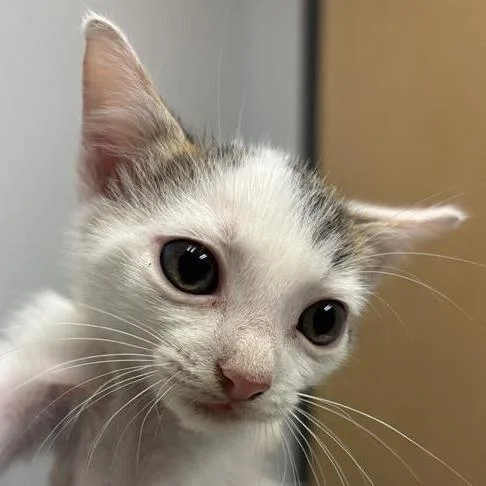 A baby small-sized male White Domestic Short Hair cat named Sugar for adoption in Jacksonville, FL