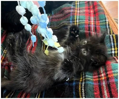 A baby medium-sized male Black & White / Tuxedo Domestic Medium Hair cat named Miso for adoption in Oak Ridge, TN