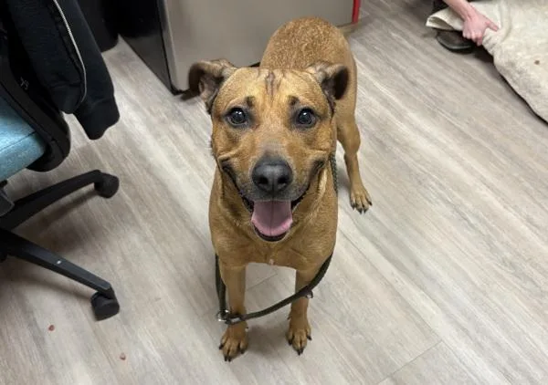 An adult large-sized male Shepherd dog named Rocket for adoption in Oceanside, CA