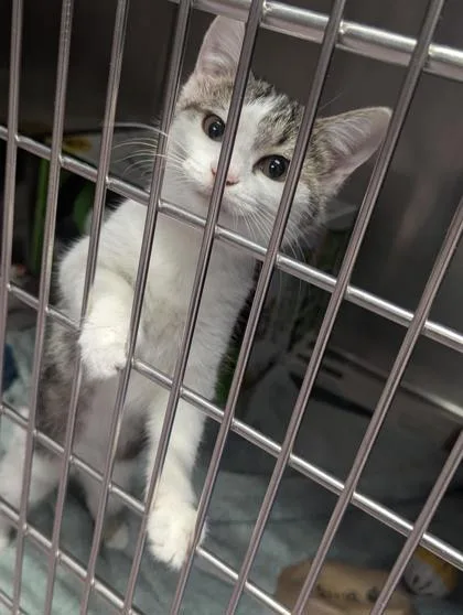 A baby small-sized female Domestic Short Hair cat named Maleficent for adoption in West Chester, PA