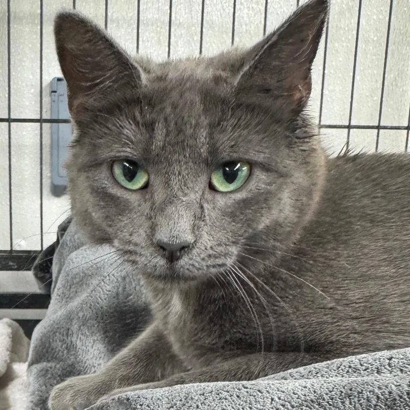 A baby medium-sized female Gray / Blue / Silver Domestic Short Hair cat named Egg Roll for adoption in Ridgely, MD