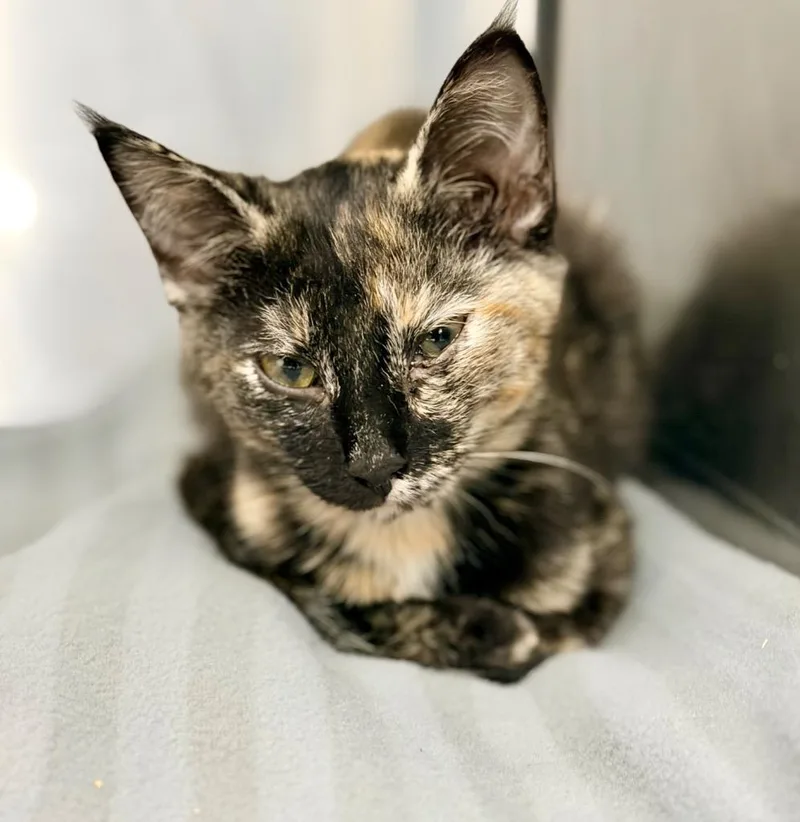 Delilah