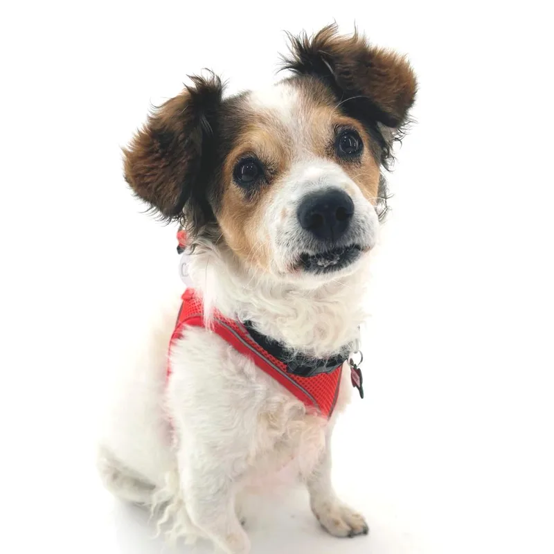 A senior small-sized male White / Cream Cocker Spaniel dog named Cooler for adoption in San Francisco, CA