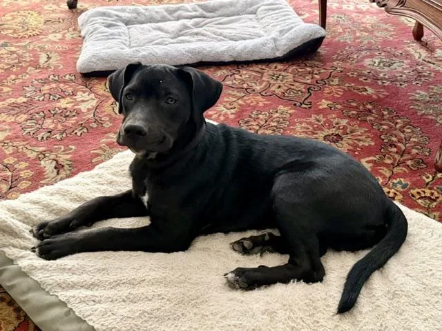 A young medium-sized male Black Labrador Retriever dog named Otis for adoption in Okemah, OK