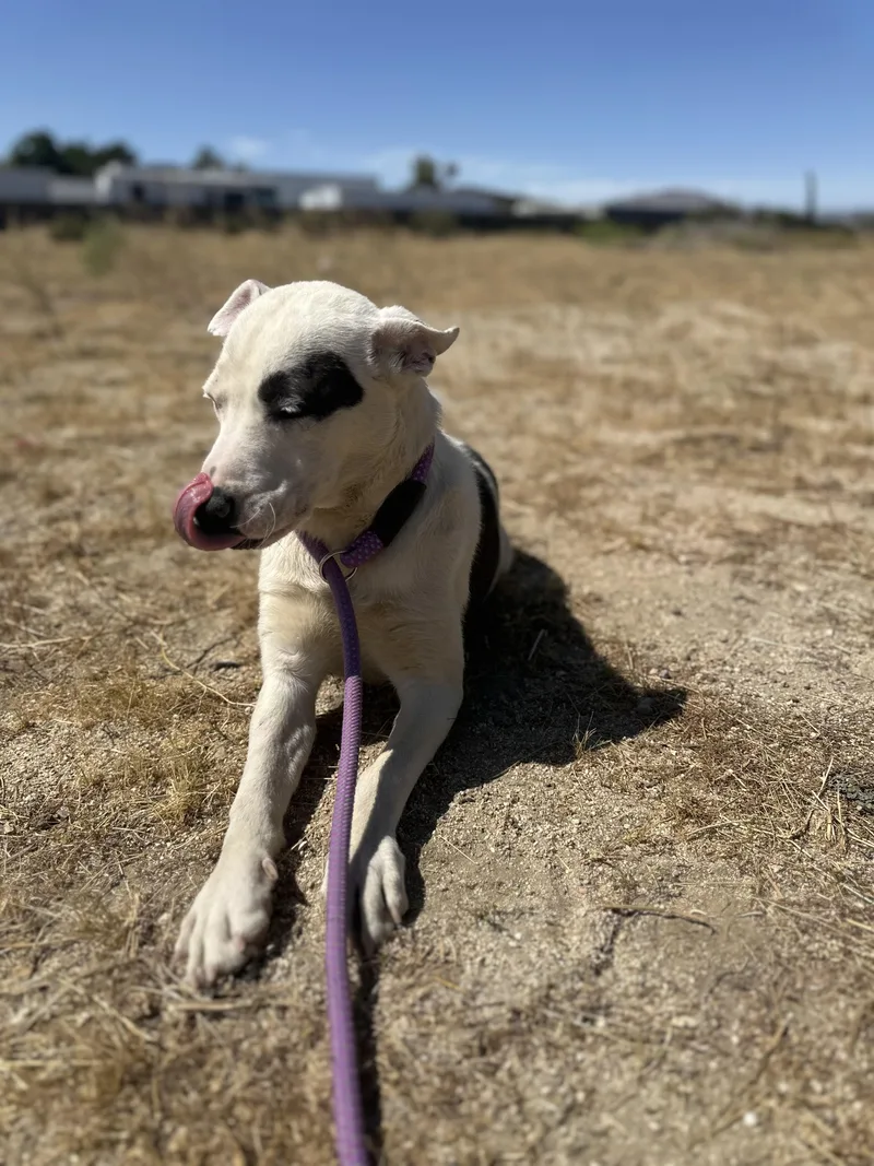 Maisy thumbnail 2