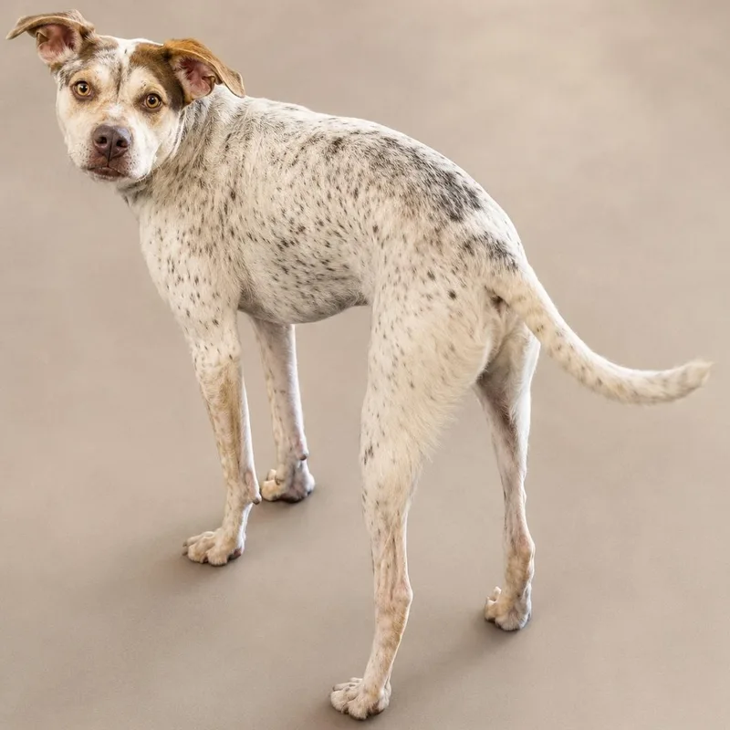 A young medium-sized male Brown / Chocolate Cattle Dog dog named Iggy for adoption in Brockport, NY