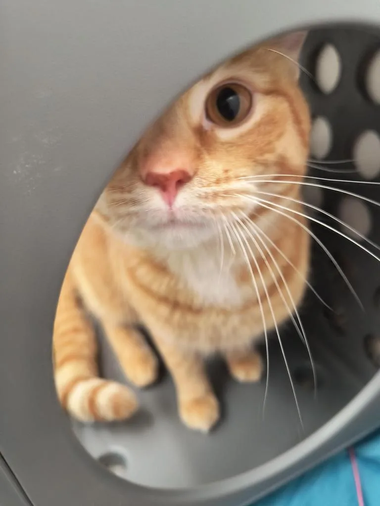 An adult medium-sized male Domestic Short Hair cat named Cream Soda for adoption in Detroit, MI