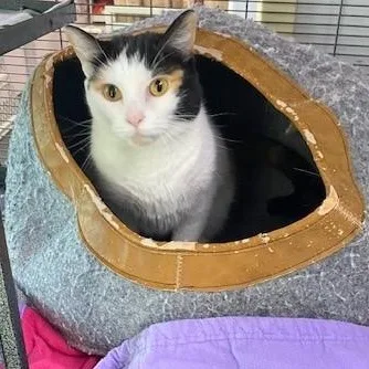 An adult medium-sized female Calico Domestic Short Hair cat named Peaches for adoption in Allegan, MI