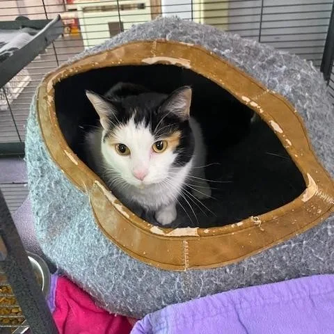 Peaches thumbnail 2