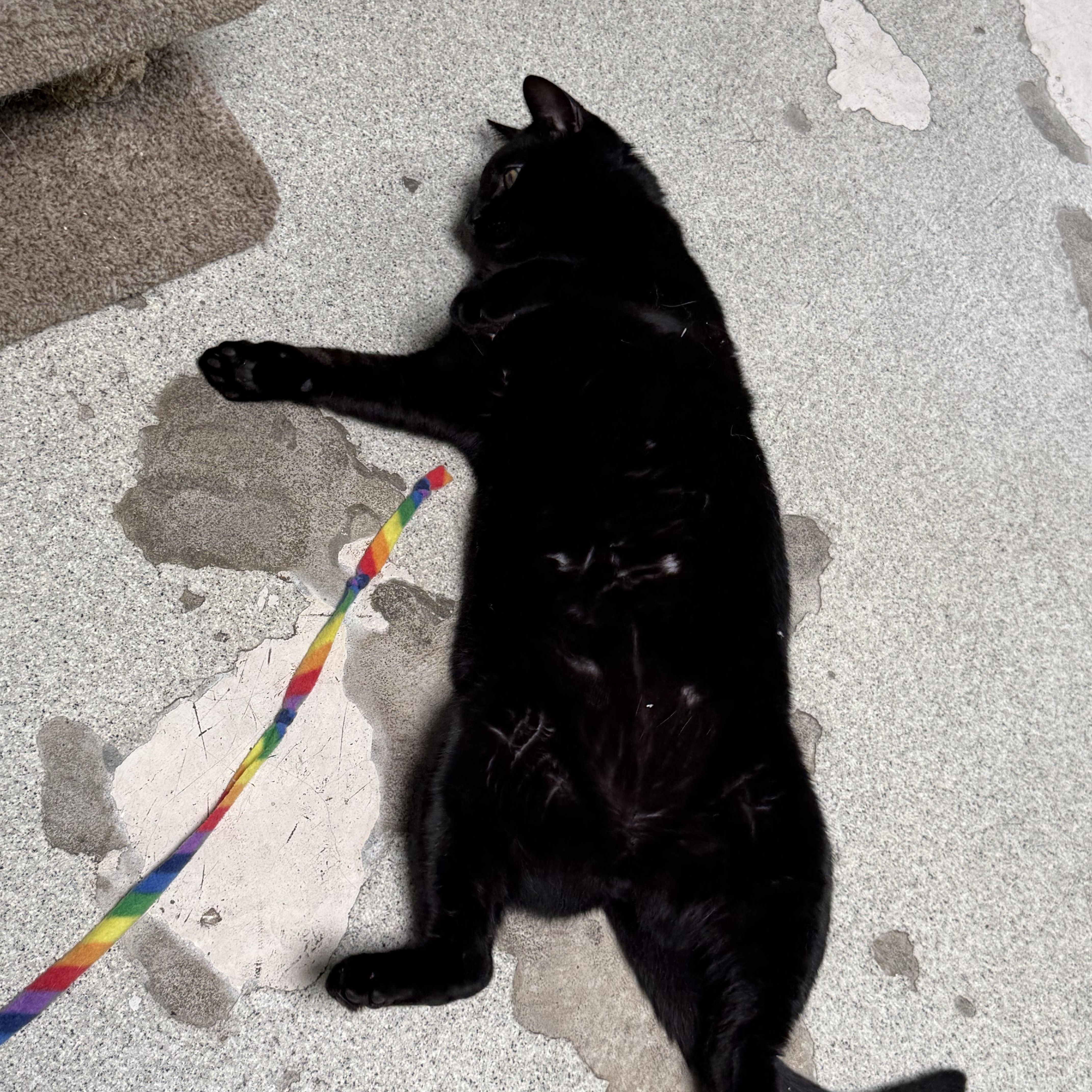 An adult medium-sized male Domestic Short Hair cat named Munchie for adoption in Newport Beach, CA