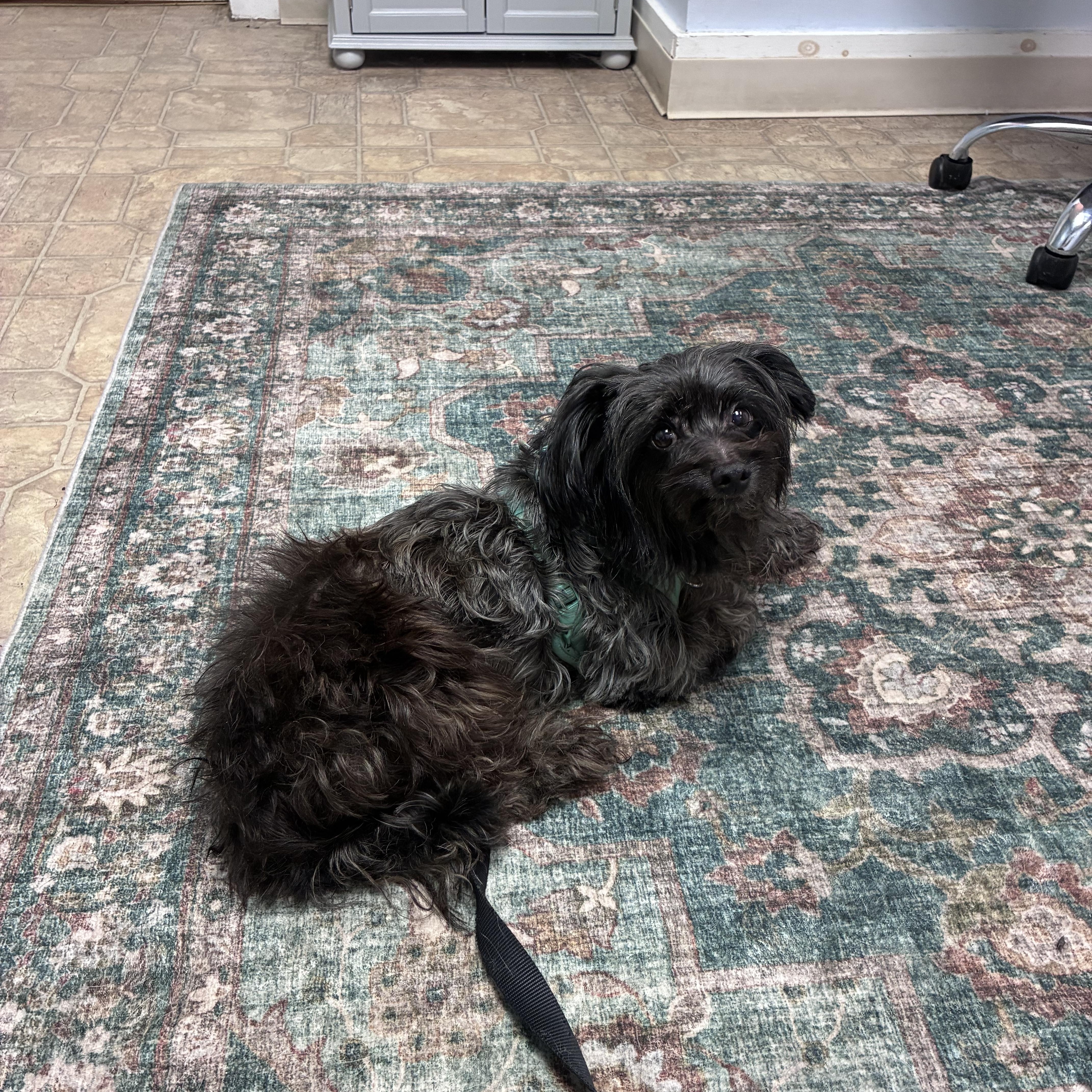 An adult small-sized male Gray / Blue / Silver Norwich Terrier dog named Midnight for adoption in Lincoln University, PA