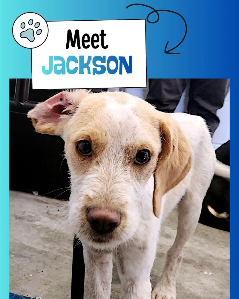 Jackson