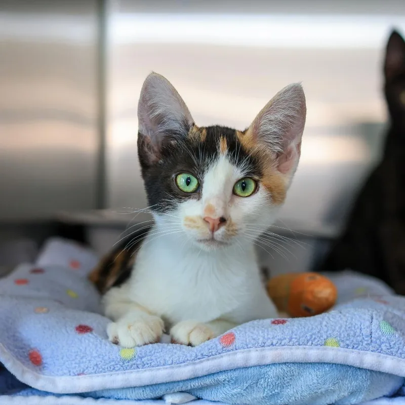 A young small-sized female Calico Domestic Short Hair cat named Francine for adoption in Los Angeles, CA