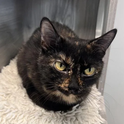 A young small-sized female Domestic Short Hair cat named Acornett for adoption in Georgetown, KY