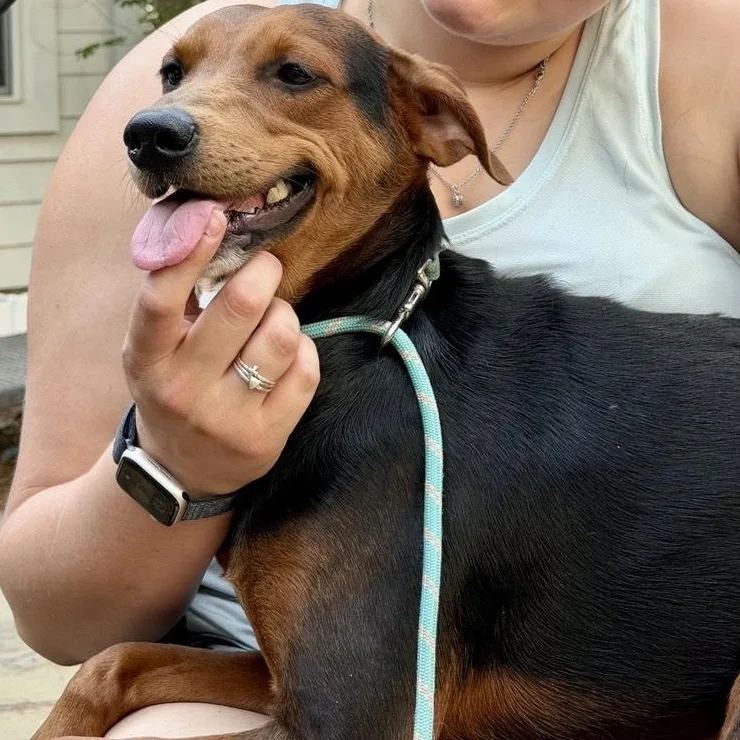 A young medium-sized male Tricolor (Brown, Black, & White) Beagle dog named Bean for adoption in Houston, TX