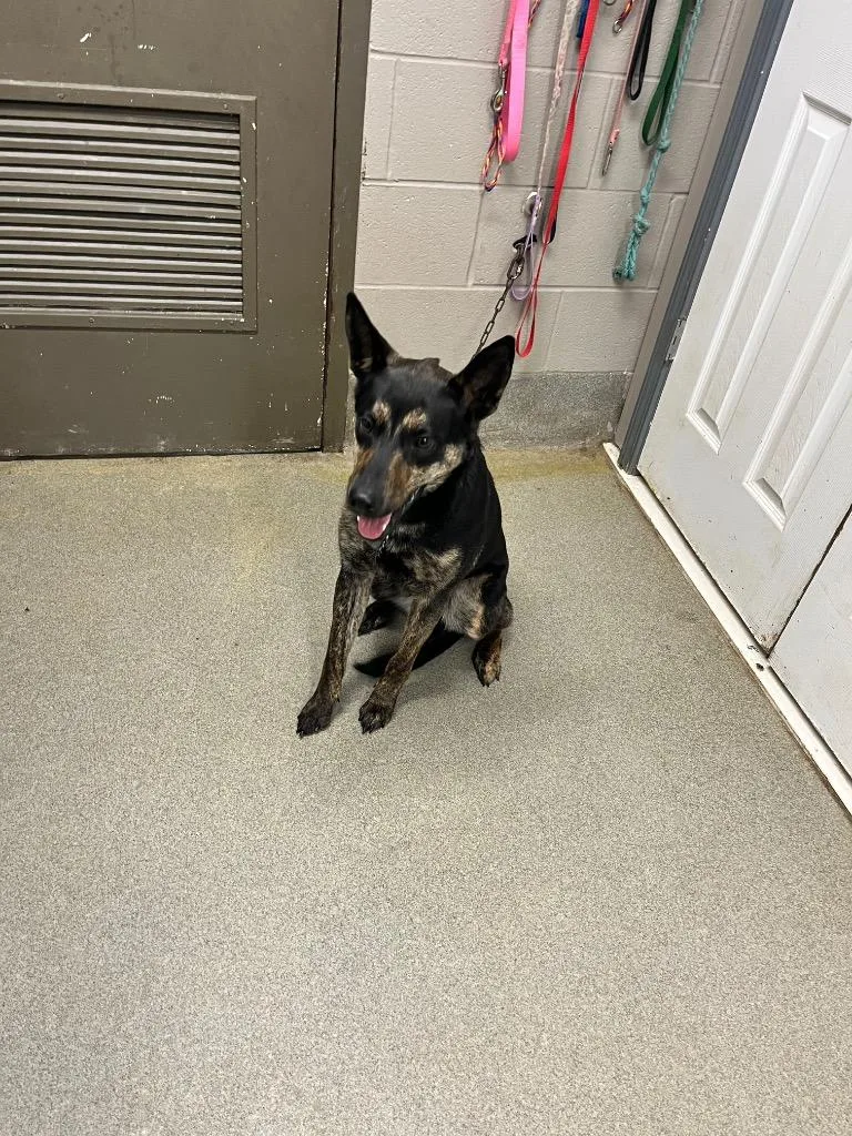 A baby large-sized female Shepherd dog named Plecolorna for adoption in Hopkinsville, KY