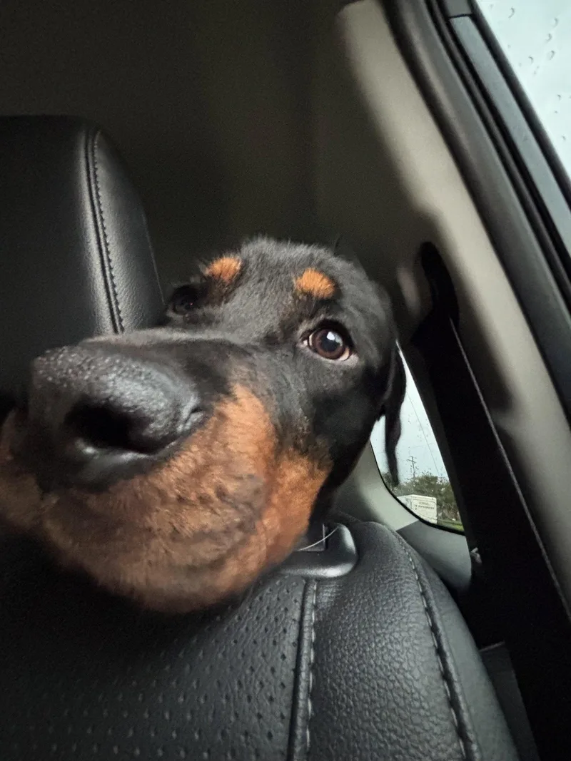 A young large-sized female Rottweiler dog named Jellyfish for adoption in Columbia, MD