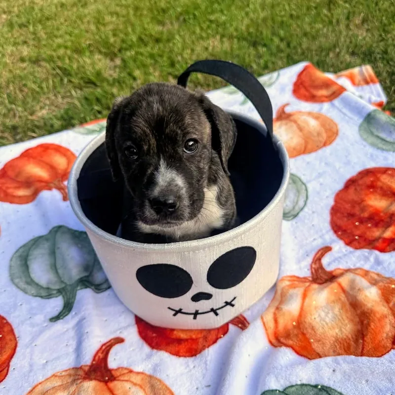 A baby medium-sized male English Bulldog dog named Layla for adoption in Blairstown, NJ