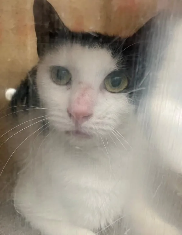 An adult medium-sized female Domestic Short Hair cat named Brisket for adoption in Staten Island, NY